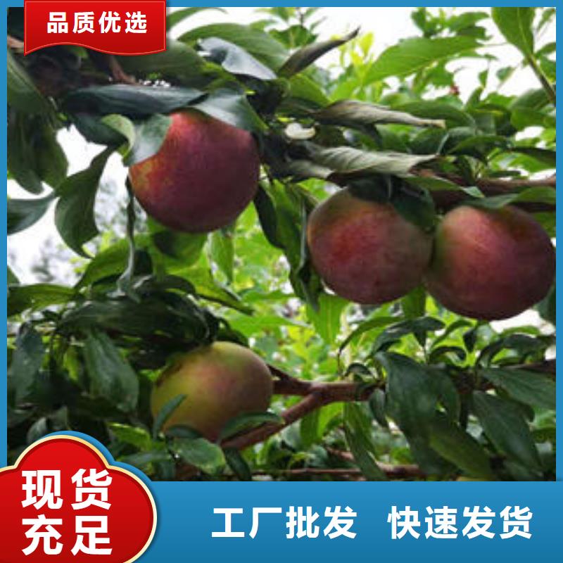 李子苗桃树苗源头厂家来图定制