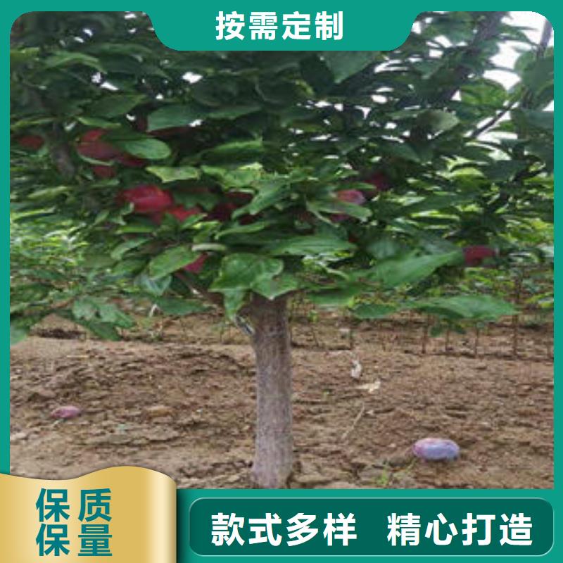 李子苗板栗苗购买的是放心