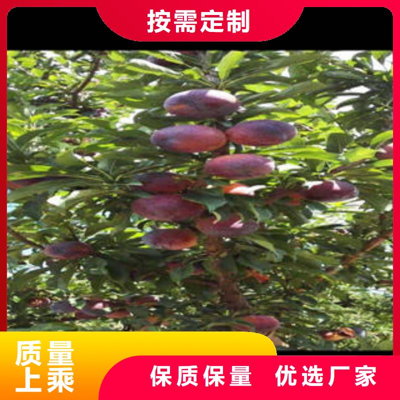 李子苗畅销当地