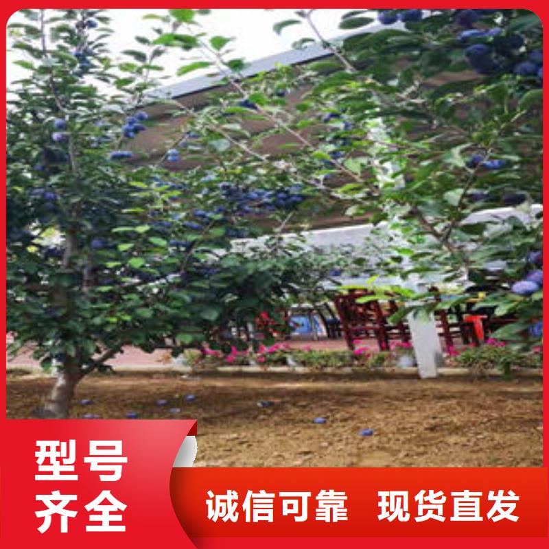 李子苗-苹果苗低价货源