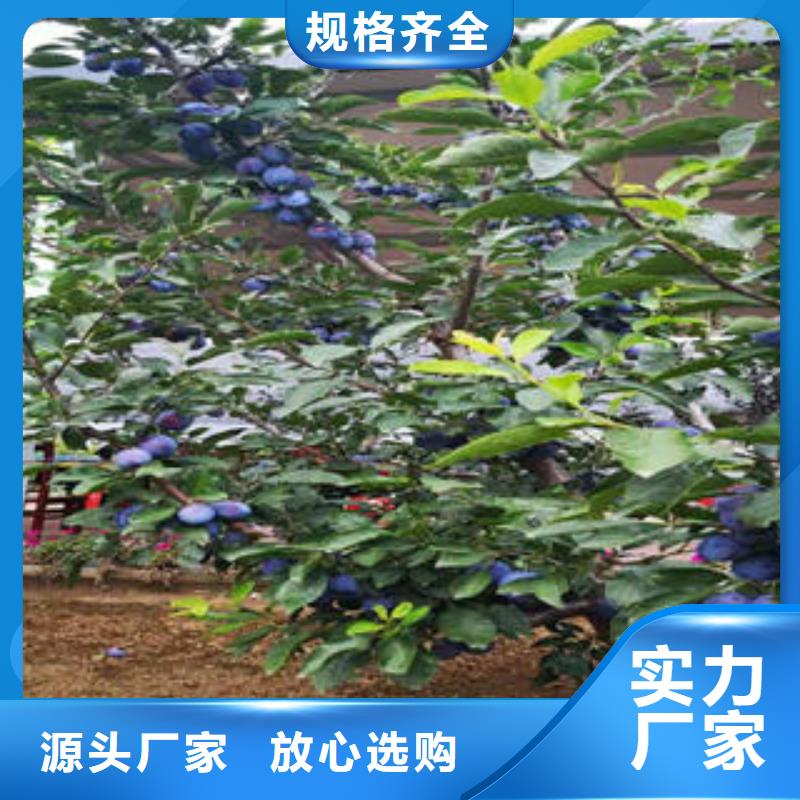 【李子苗,核桃苗厂家质量过硬】