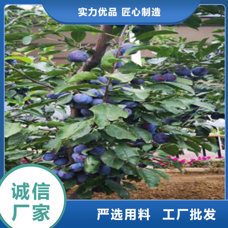 李子苗-梨树苗现货交易
