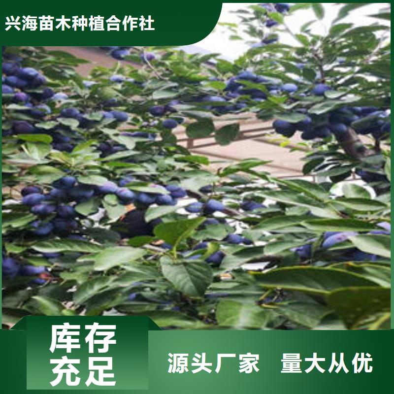 李子苗-梨树苗现货交易