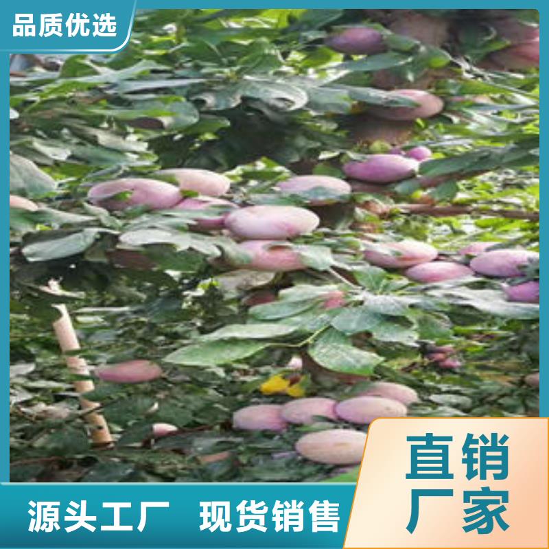 李子苗畅销当地