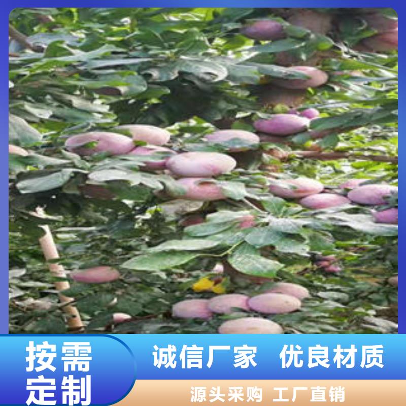 李子苗板栗苗购买的是放心