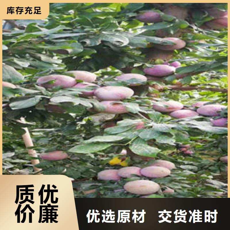 李子苗-梨树苗现货交易