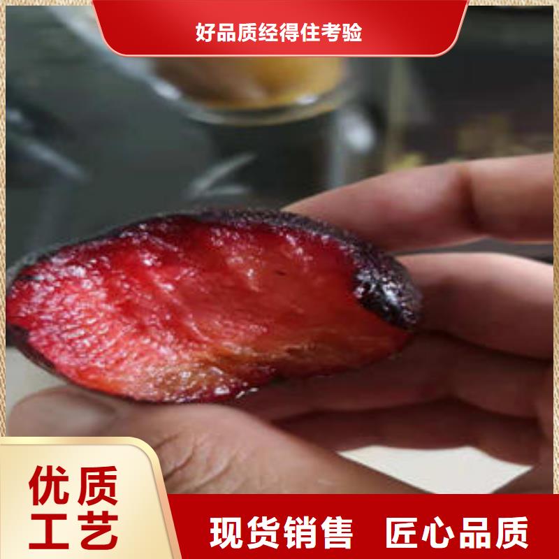 李子苗-苹果苗低价货源