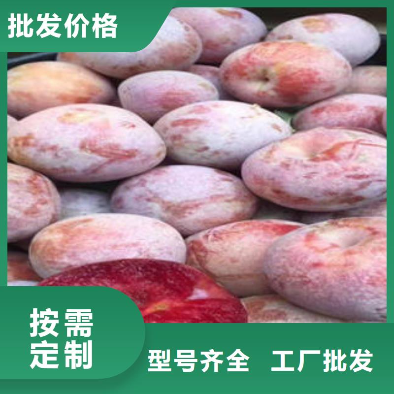 李子苗苹果苗按需定制真材实料