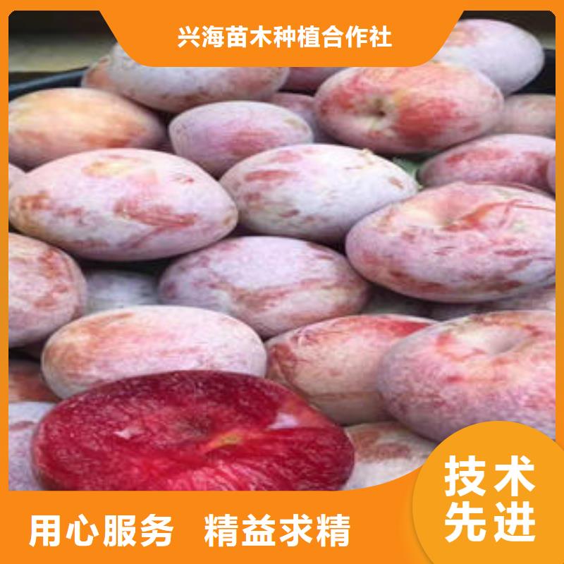 李子苗-梨树苗现货交易
