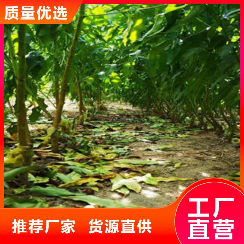 李子苗苹果苗按需定制真材实料