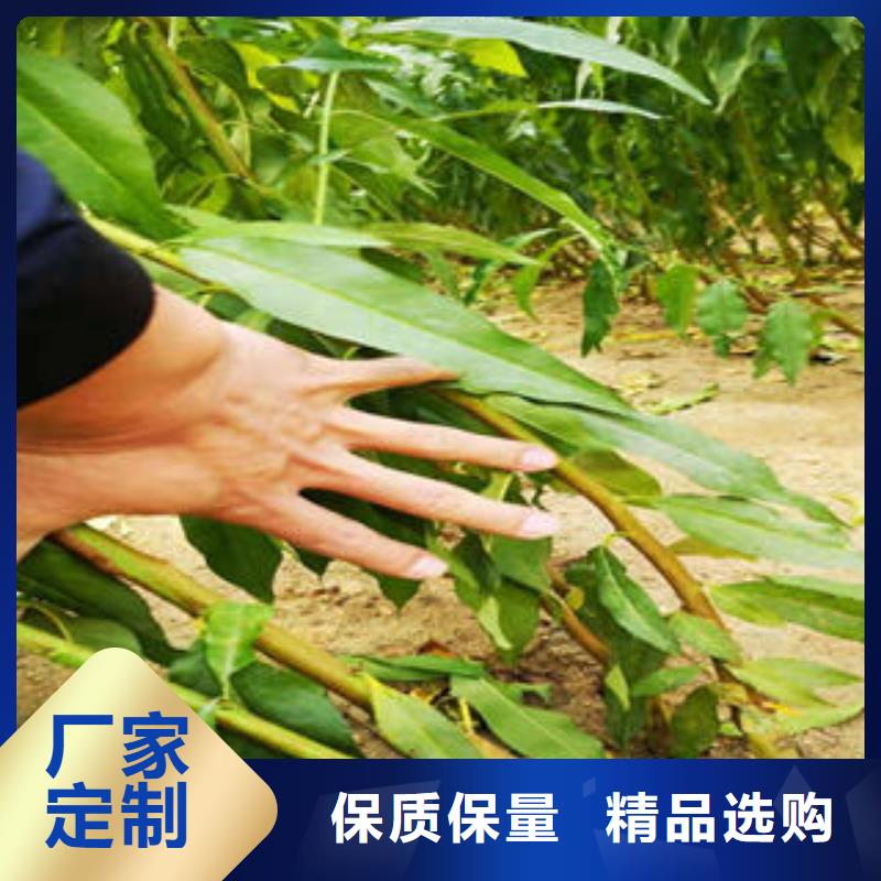 李子苗-梨树苗现货交易