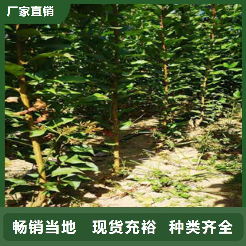 【李子苗-花椒苗质量检测】