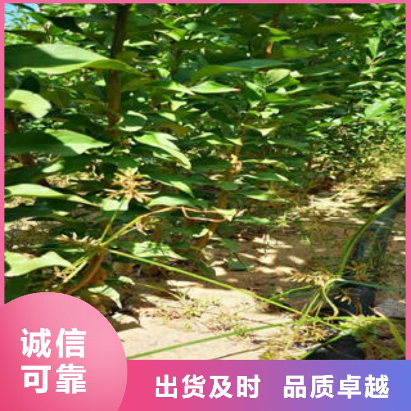 李子苗-梨树苗现货交易