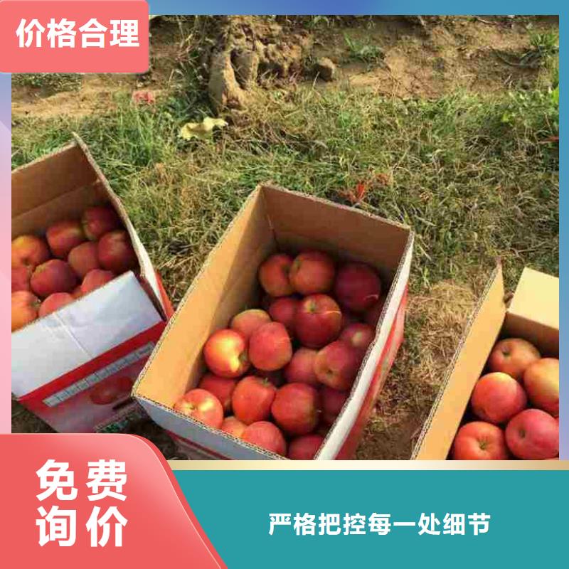 苹果苗梨树苗买的放心