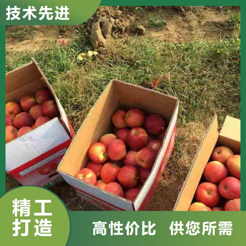 【苹果苗】花椒苗设备齐全支持定制