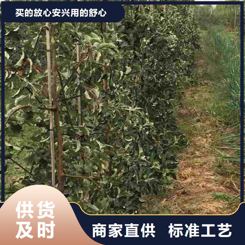 苹果苗板栗苗质量看得见