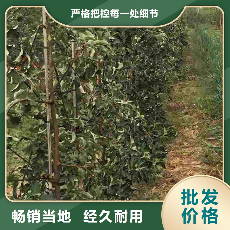 苹果苗,桃树苗实体厂家大量现货