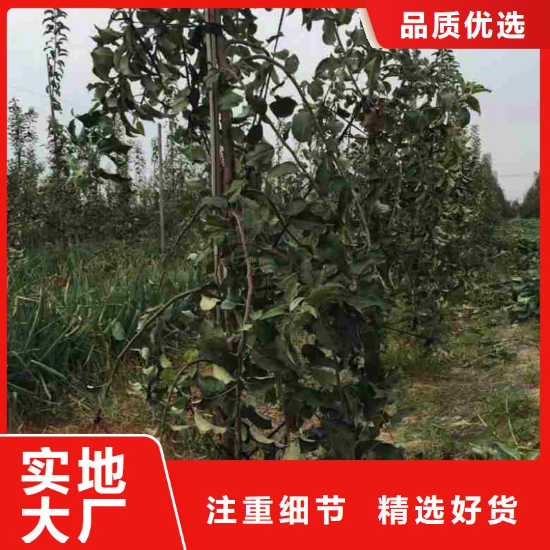 苹果苗花椒苗定金锁价