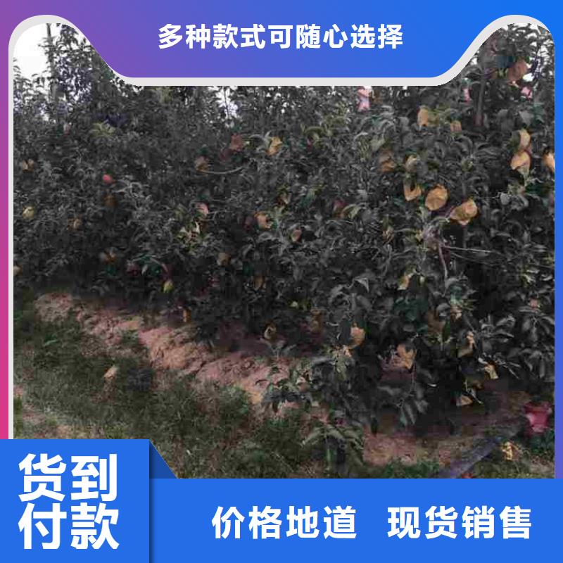苹果苗,桃树苗专注细节专注品质