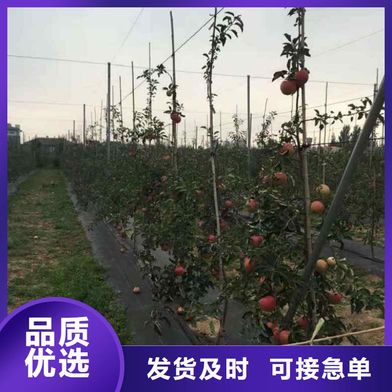 苹果苗葡萄苗拒绝差价