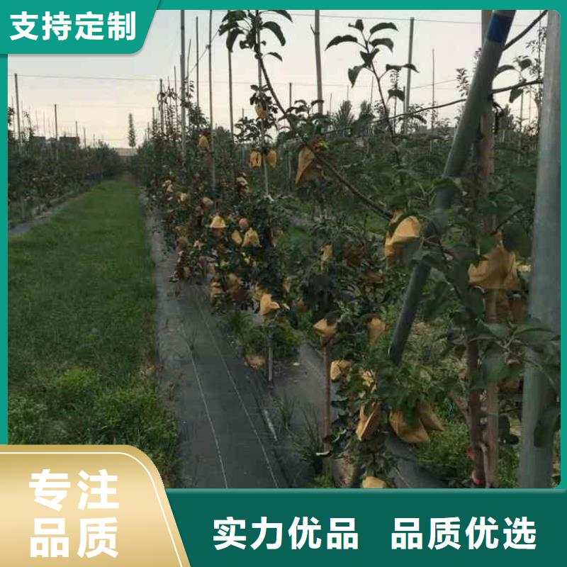 苹果苗梨树苗买的放心