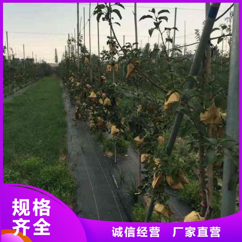 苹果苗【板栗苗】源厂供货