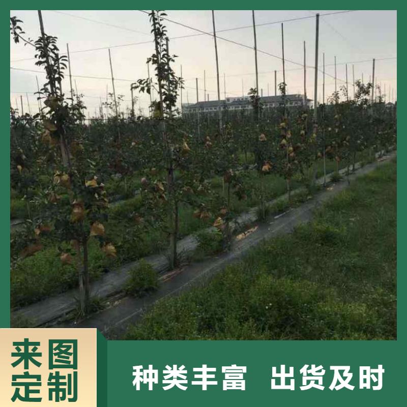 苹果苗板栗苗源厂直接供货