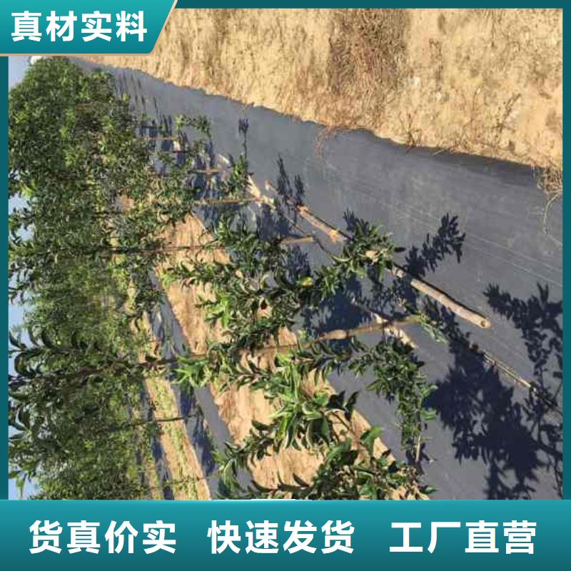 苹果苗山楂苗一周内发货
