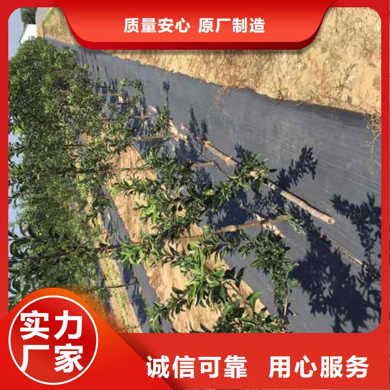 苹果苗梨树苗质量无忧