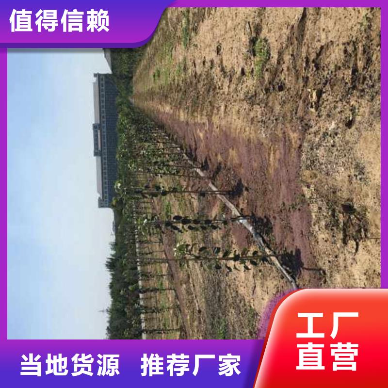 苹果苗山楂苗一周内发货