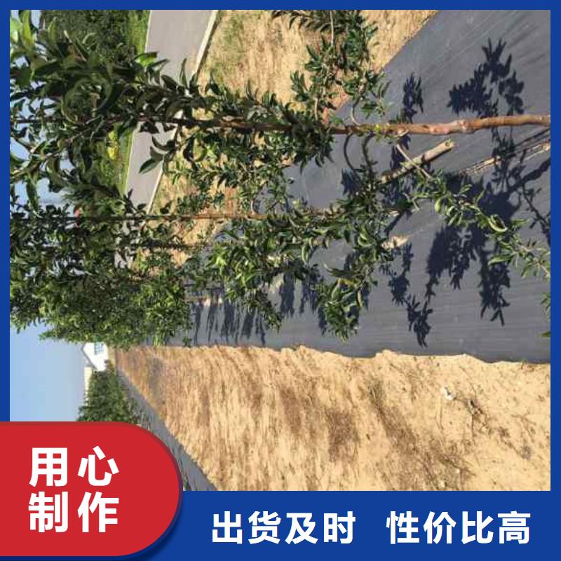 苹果苗山楂苗一周内发货