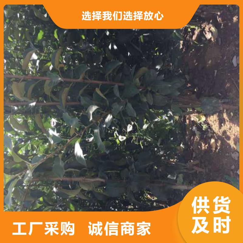 苹果苗花椒苗定金锁价