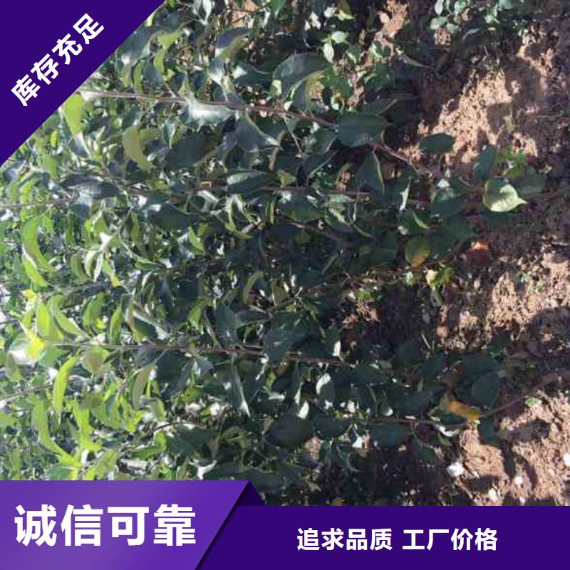 苹果苗梨树苗买的放心