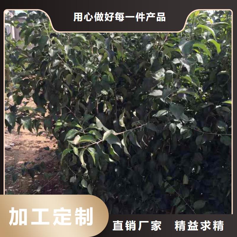 苹果苗板栗苗源厂直接供货