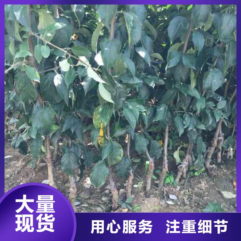 苹果苗板栗苗专注生产制造多年