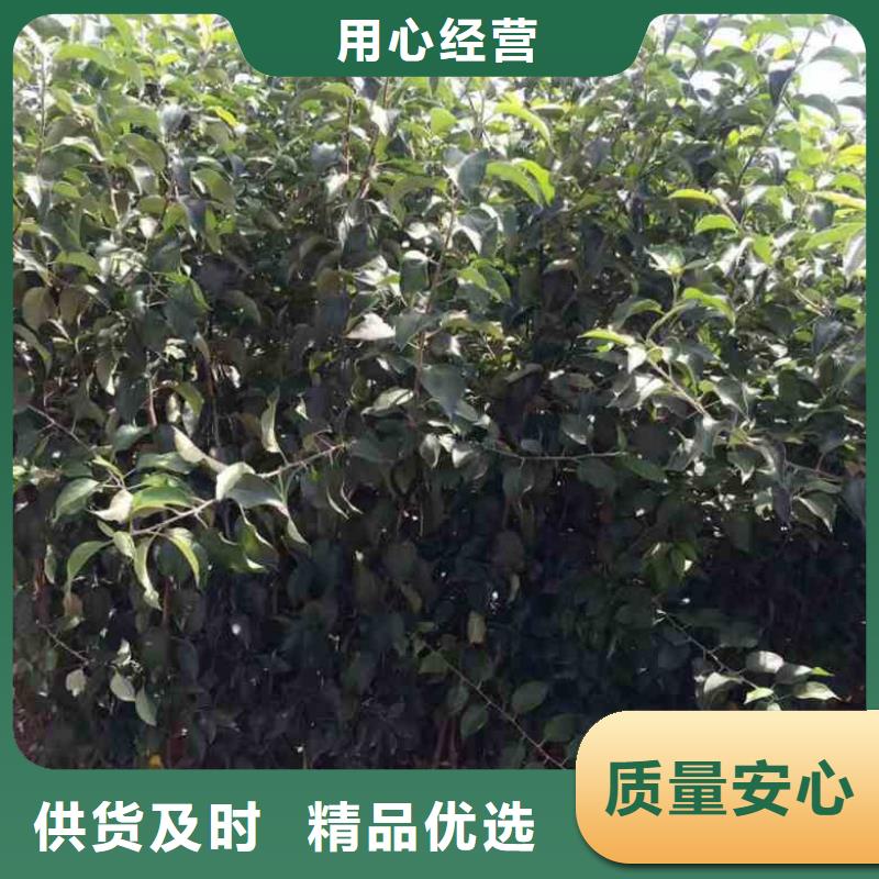 苹果苗花椒苗定金锁价