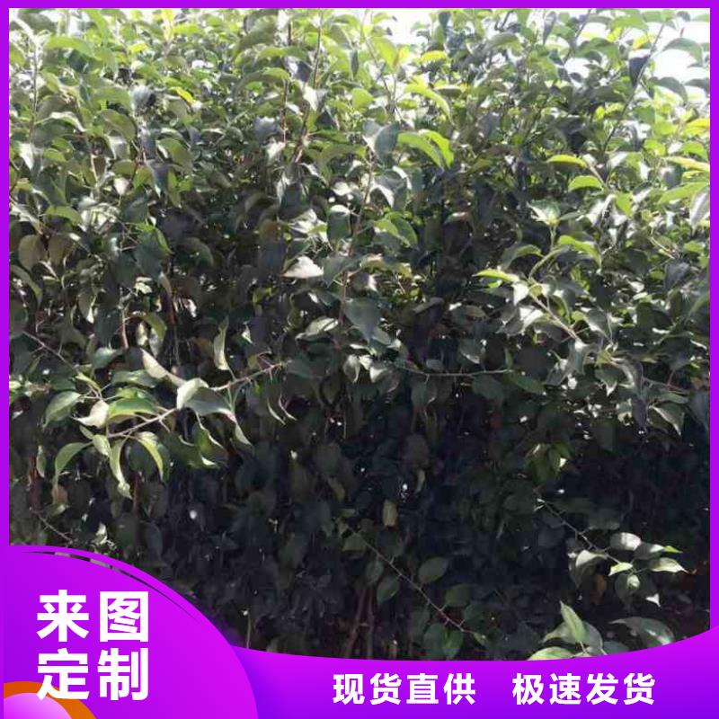 苹果苗板栗苗源厂直接供货