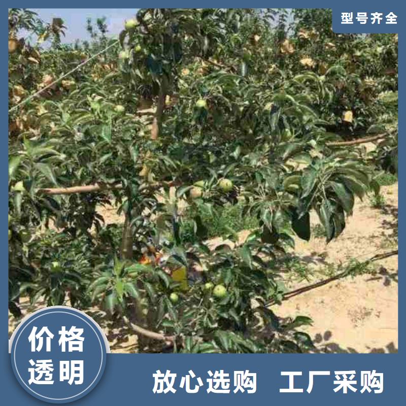 苹果苗板栗苗专注生产制造多年