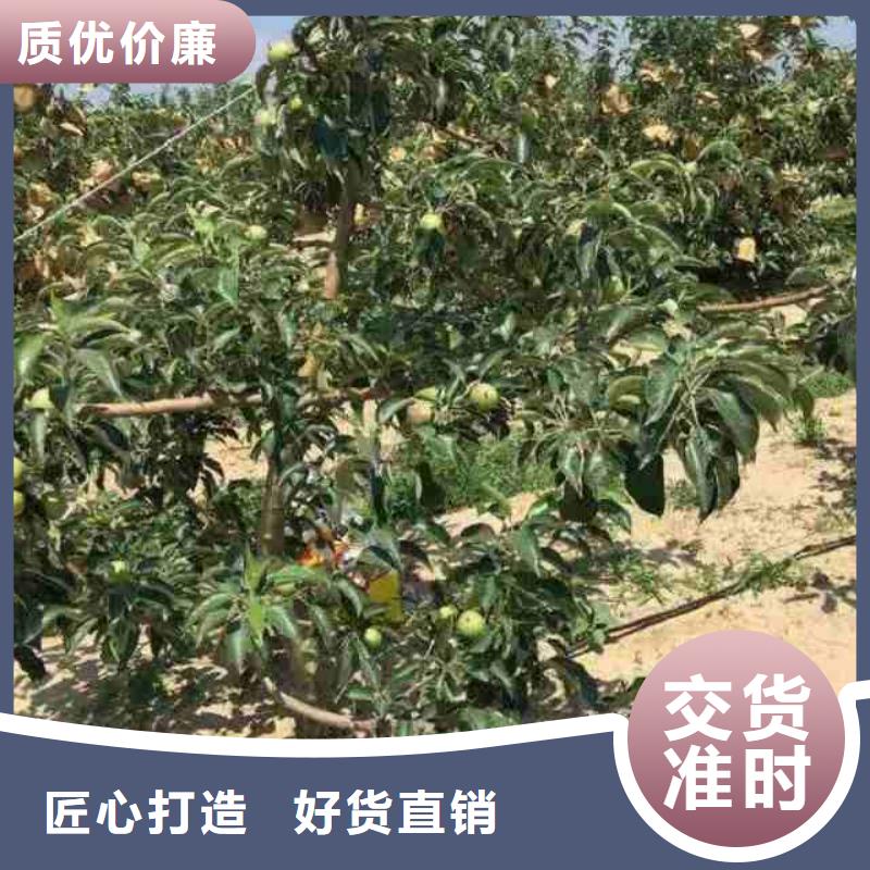 苹果苗,桃树苗专注细节专注品质