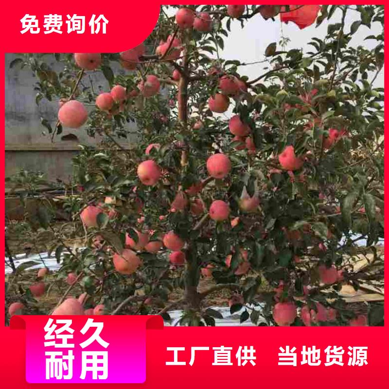 苹果苗梨树苗质量无忧