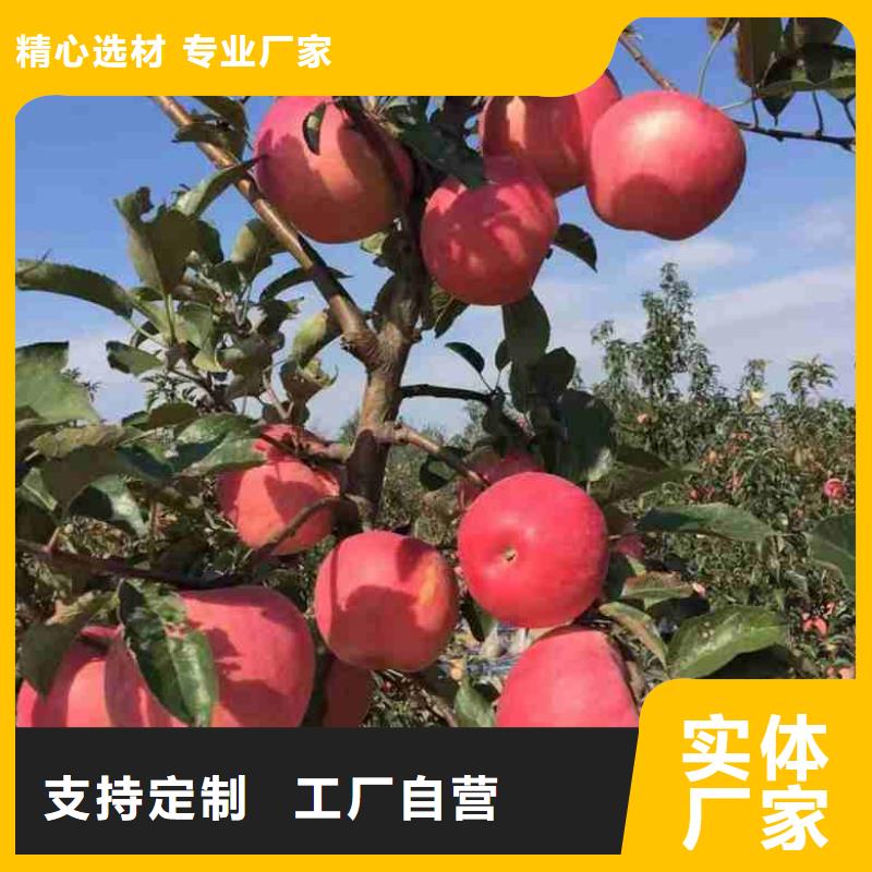 苹果苗梨树苗质量无忧