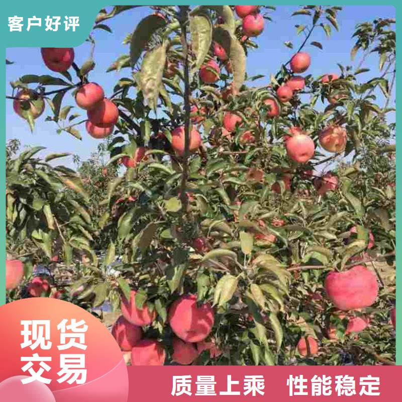 苹果苗梨树苗质量无忧