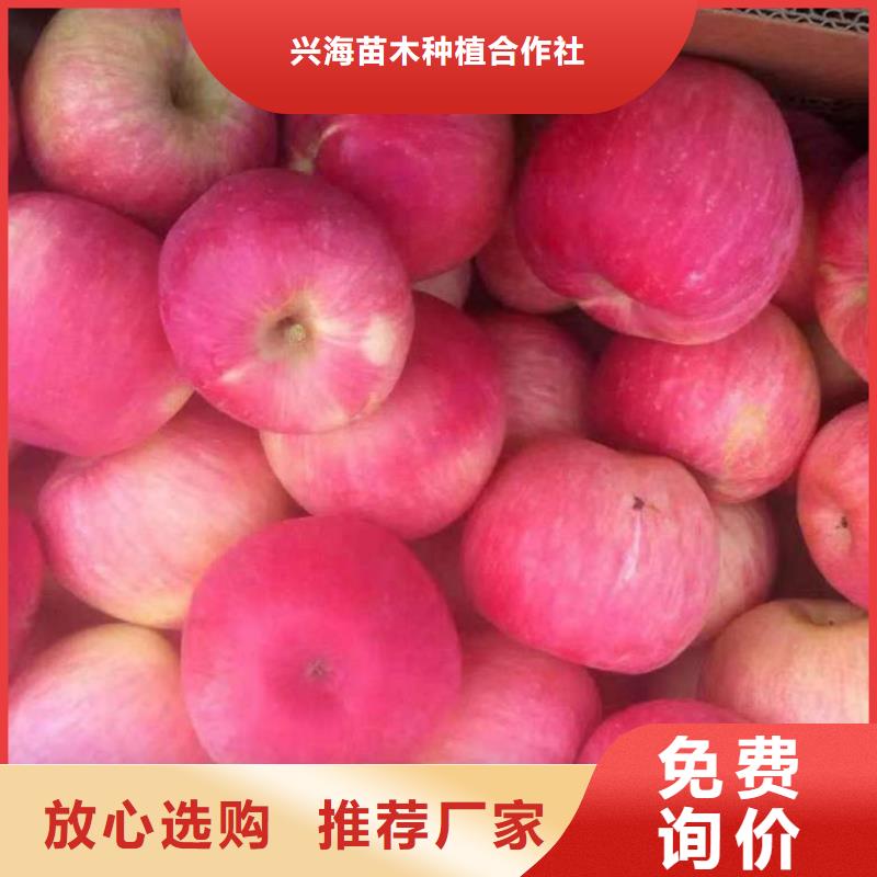 苹果苗板栗苗源厂直接供货