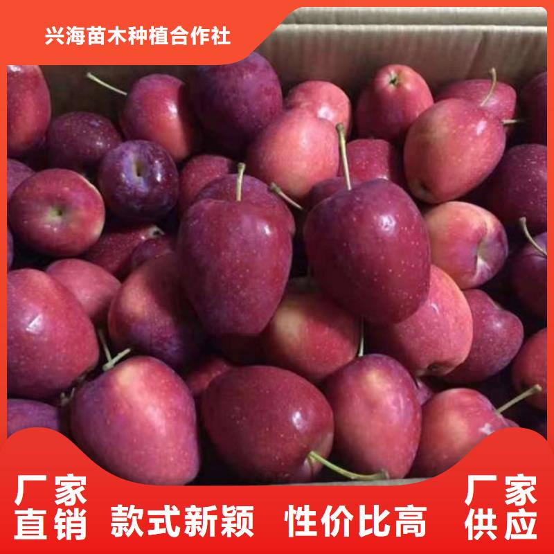 苹果苗葡萄苗拒绝差价
