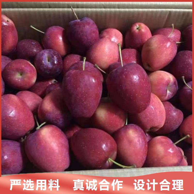 苹果苗梨树苗买的放心