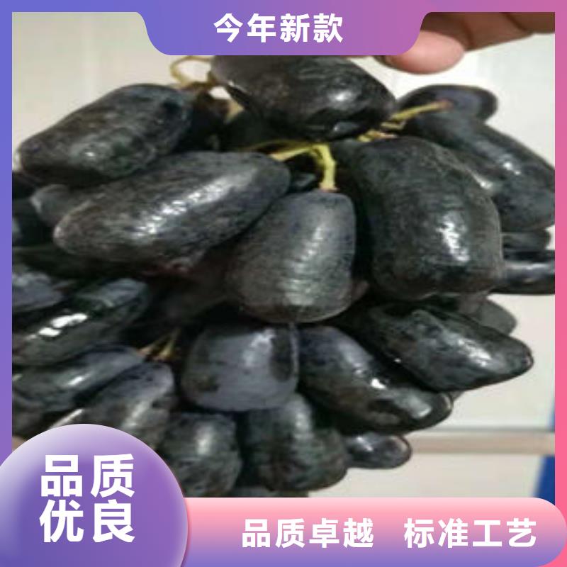 葡萄苗-核桃苗细节之处更加用心