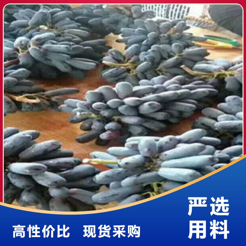 葡萄苗梨树苗快捷的物流配送