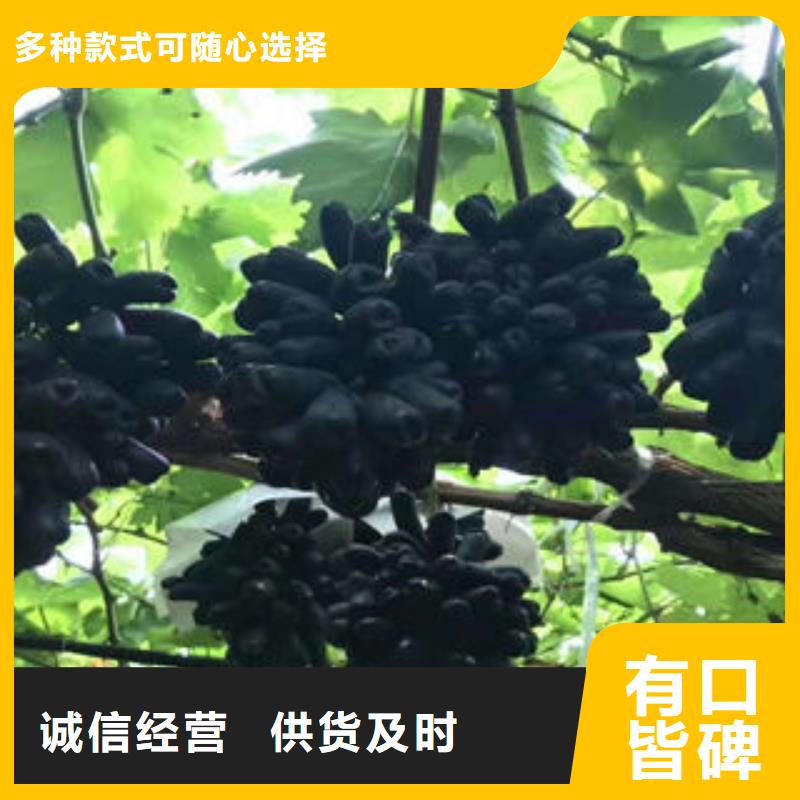葡萄苗桃树苗可放心采购
