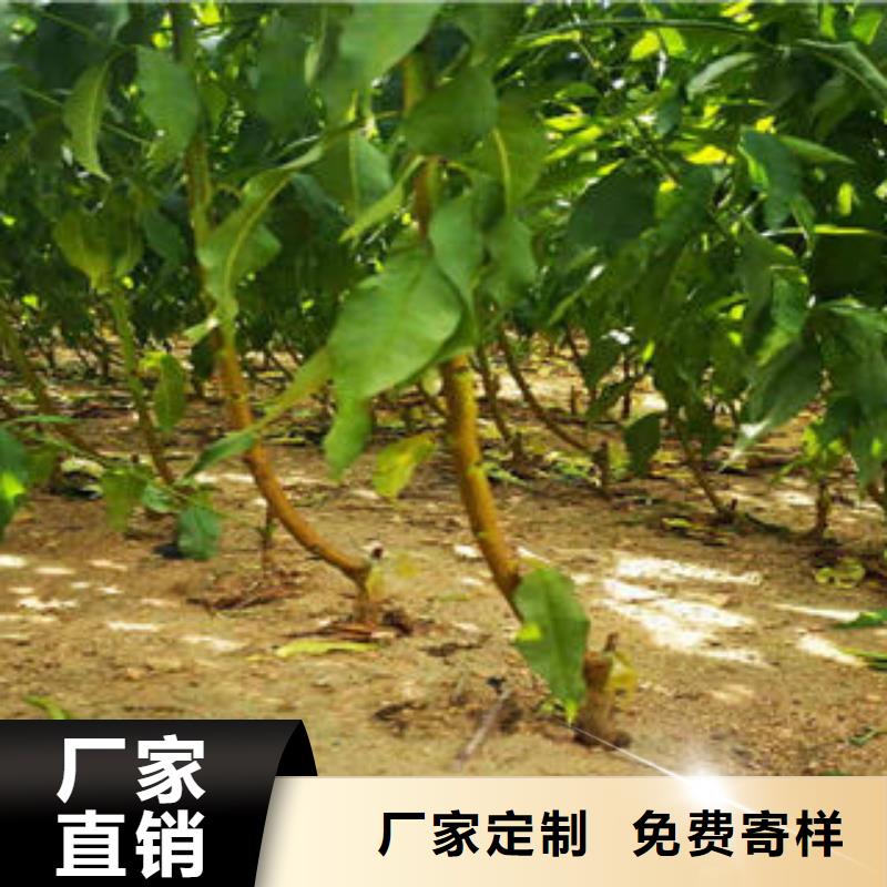 葡萄苗梨树苗快捷的物流配送