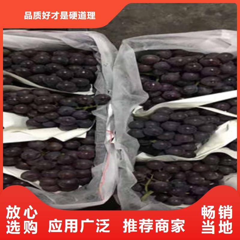 葡萄苗精工打造